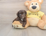 6 week old Mini Aussiedoodle Puppy For Sale - Premier Pups
