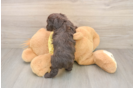 Best Mini Aussiedoodle Baby