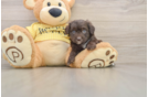 Popular Mini Aussiedoodle Poodle Mix Pup