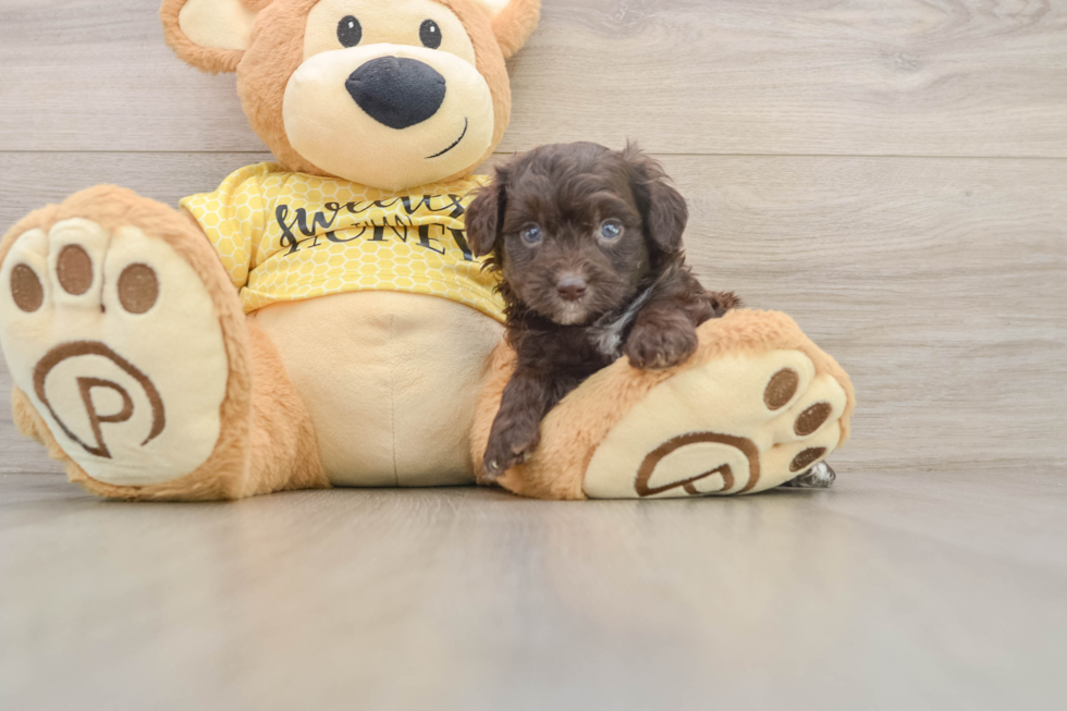 Popular Mini Aussiedoodle Poodle Mix Pup