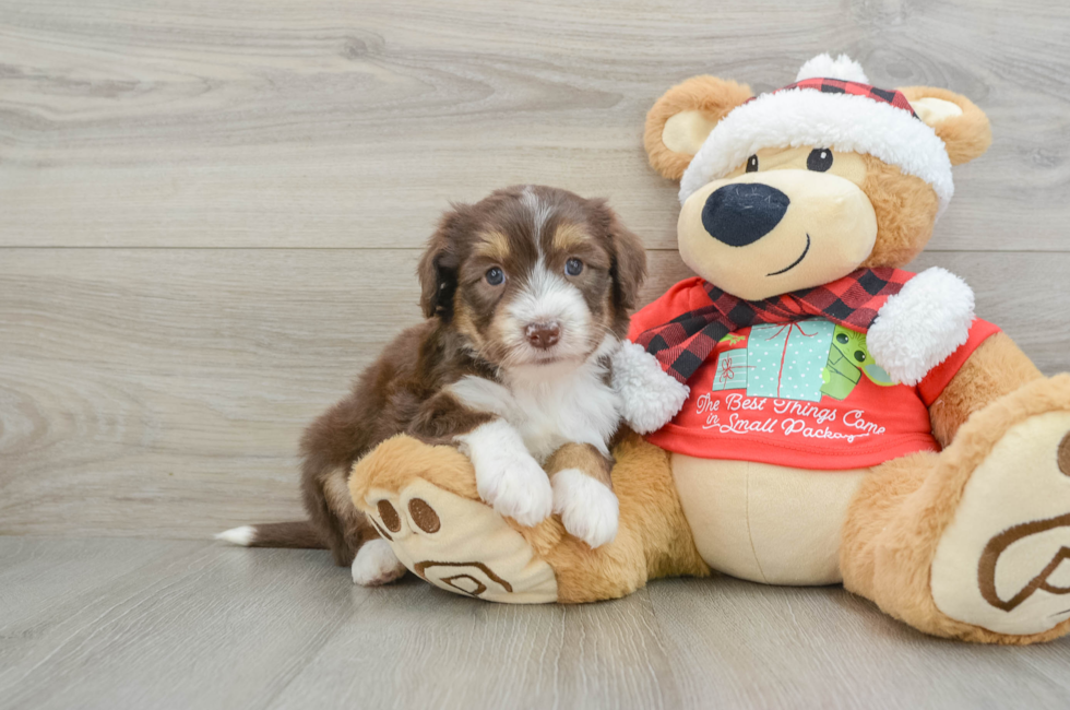 5 week old Mini Aussiedoodle Puppy For Sale - Premier Pups