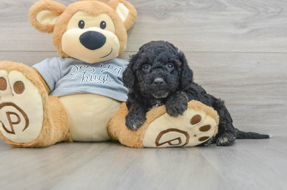 5 week old Mini Aussiedoodle Puppy For Sale - Premier Pups