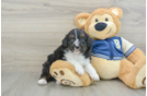 Mini Aussiedoodle Puppy for Adoption