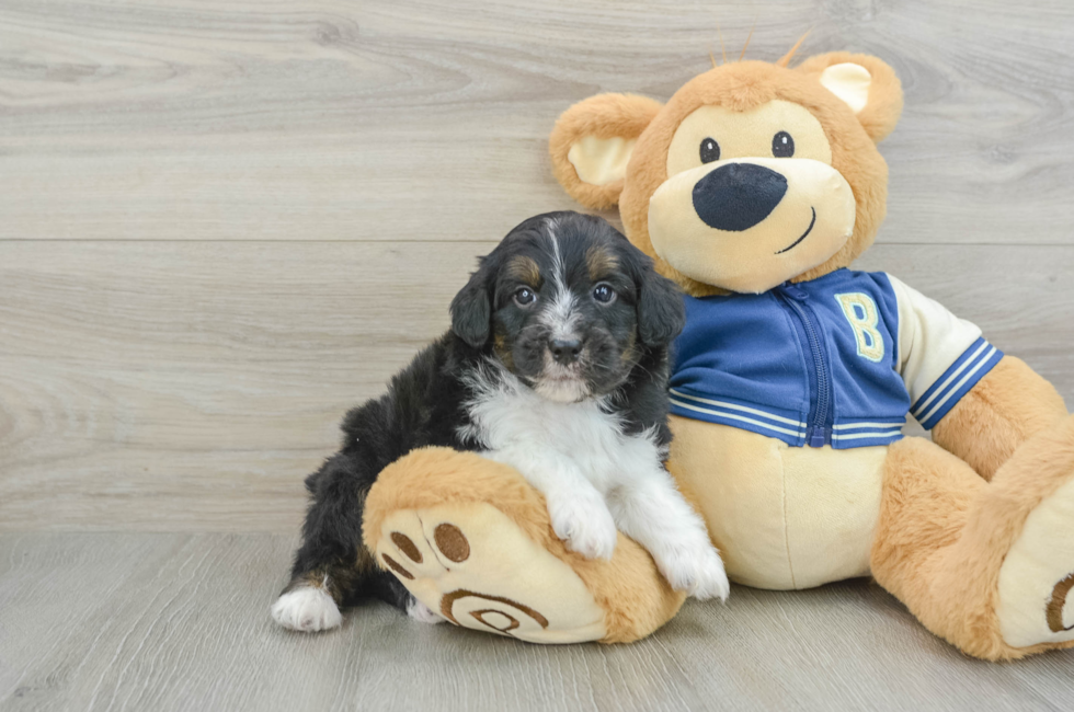 7 week old Mini Aussiedoodle Puppy For Sale - Premier Pups