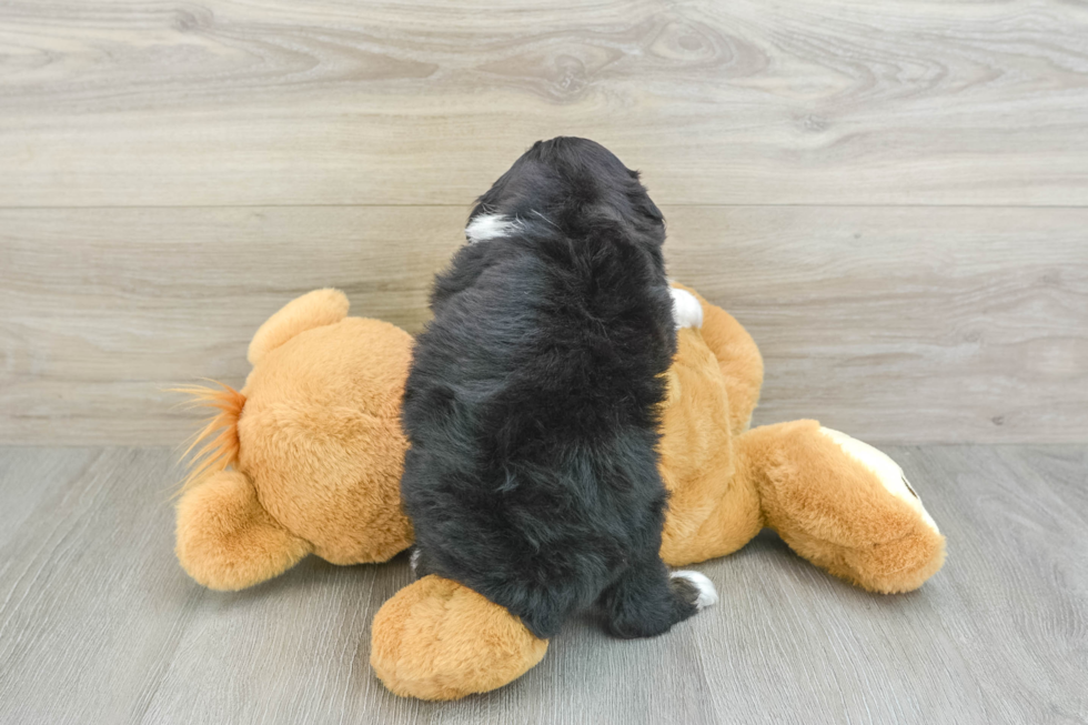 Mini Aussiedoodle Puppy for Adoption