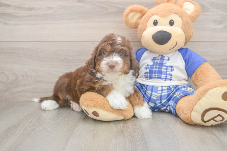 Mini Aussiedoodle Pup Being Cute