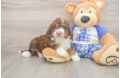 Mini Aussiedoodle Pup Being Cute