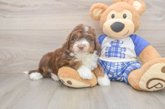 Mini Aussiedoodle Pup Being Cute
