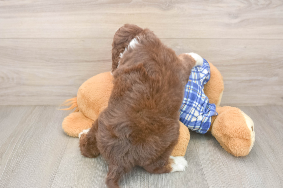 Mini Aussiedoodle Pup Being Cute