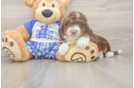Adorable Mini Australian Shepherd X Poodle Mix Poodle Mix Puppy