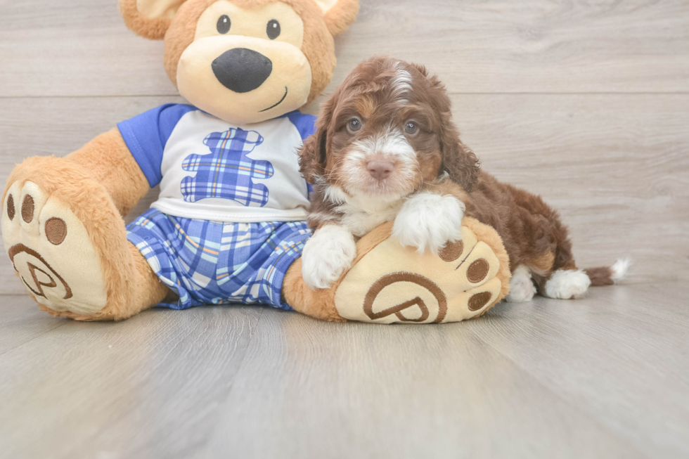 Adorable Mini Australian Shepherd X Poodle Mix Poodle Mix Puppy