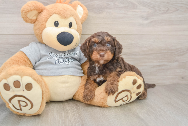 Best Mini Aussiedoodle Baby