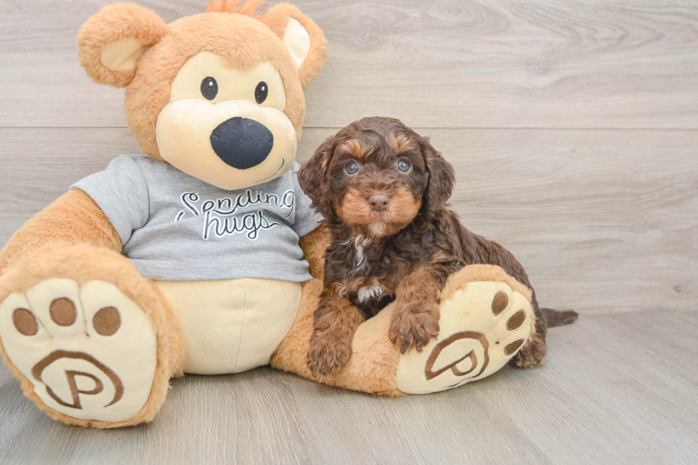 Best Mini Aussiedoodle Baby
