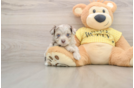 Mini Aussiedoodle Puppy for Adoption