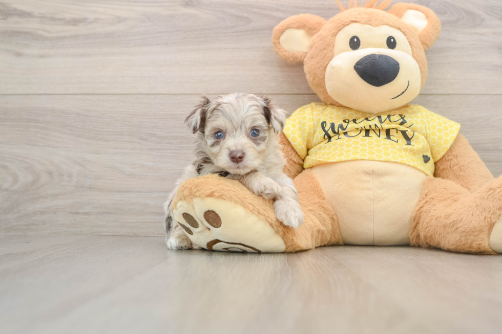 Mini Aussiedoodle Puppy for Adoption