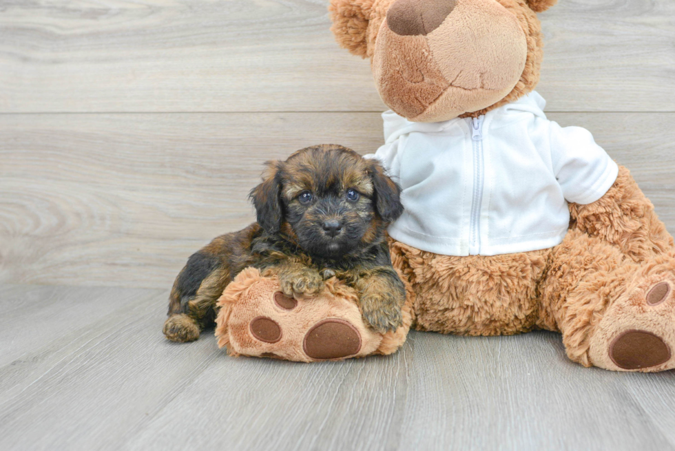 Mini Aussiedoodle Pup Being Cute