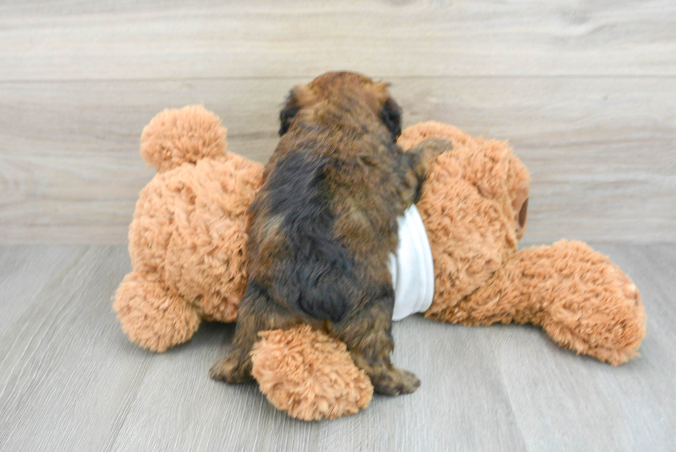 Mini Aussiedoodle Puppy for Adoption