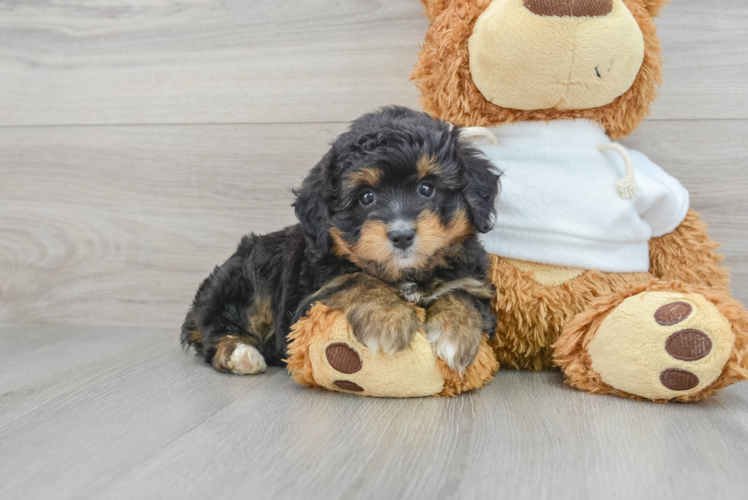 Smart Mini Aussiedoodle Poodle Mix Pup