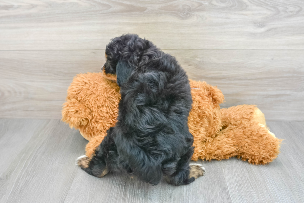 Playful Aussiepoo Poodle Mix Puppy