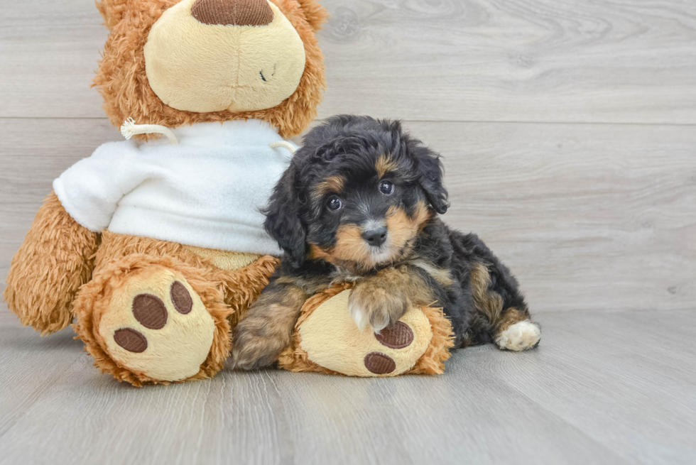 Small Mini Aussiedoodle Baby