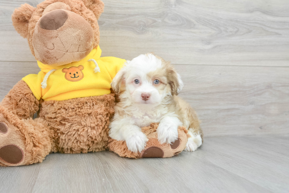 Mini Aussiedoodle Puppy for Adoption