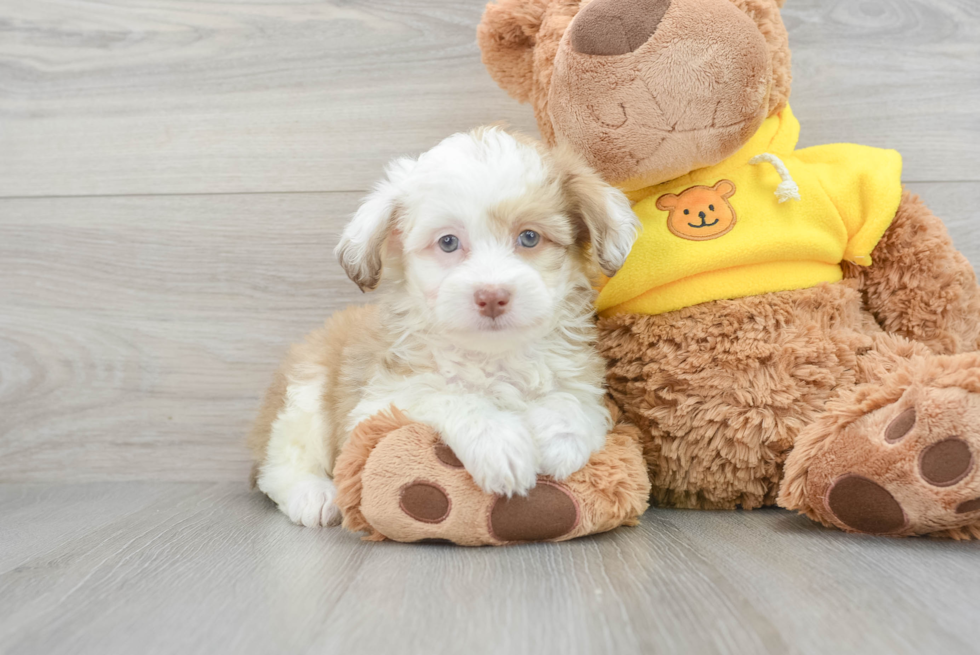 Small Mini Aussiedoodle Baby