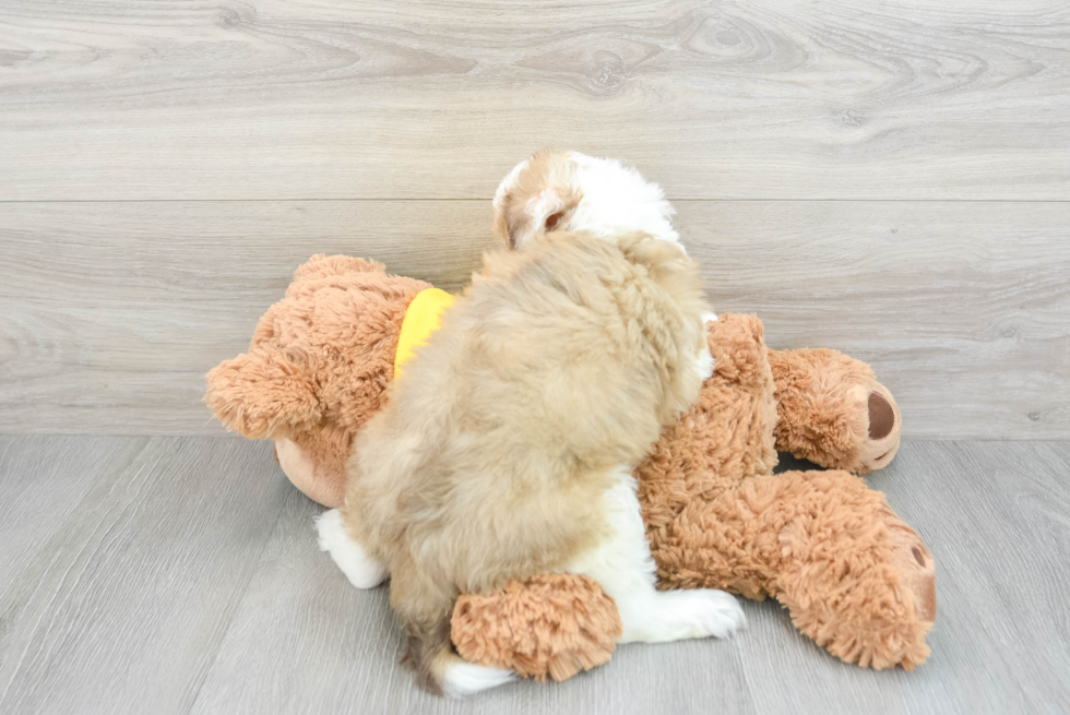 Mini Aussiedoodle Puppy for Adoption