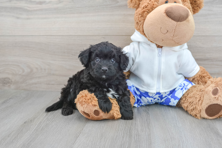 Mini Aussiedoodle Pup Being Cute