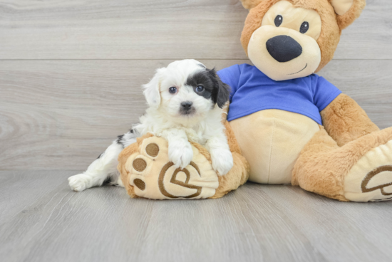 Energetic Aussiepoo Poodle Mix Puppy