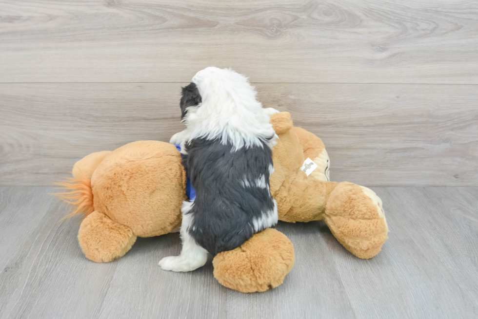 Energetic Aussiepoo Poodle Mix Puppy