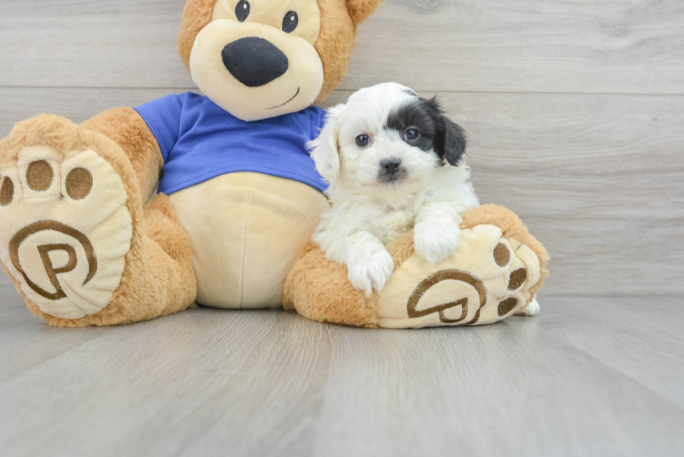 Happy Mini Aussiedoodle Baby