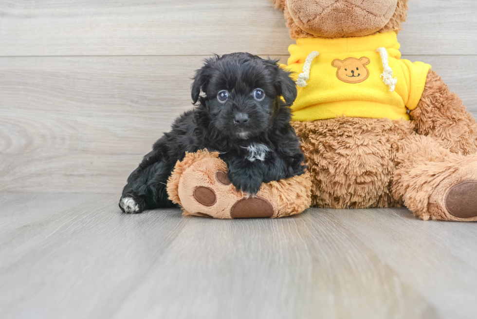 Best Mini Aussiedoodle Baby