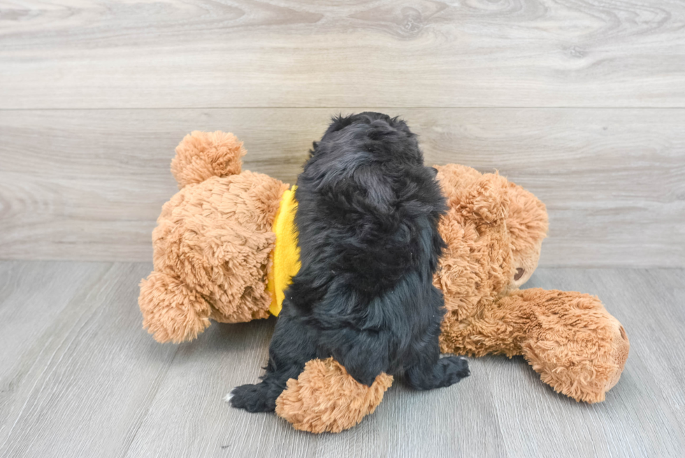 Small Mini Aussiedoodle Baby