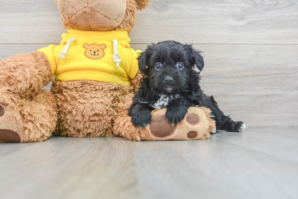 Little Aussiepoo Poodle Mix Puppy