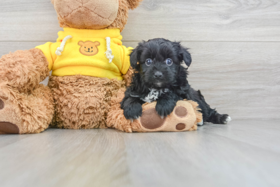 Little Aussiepoo Poodle Mix Puppy