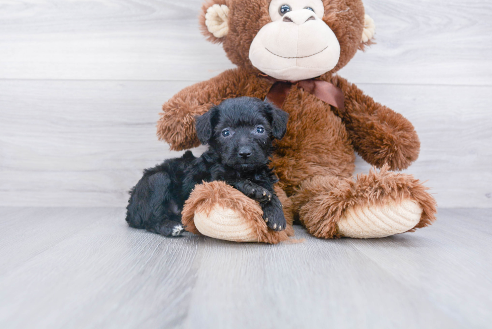 Happy Mini Aussiedoodle Baby