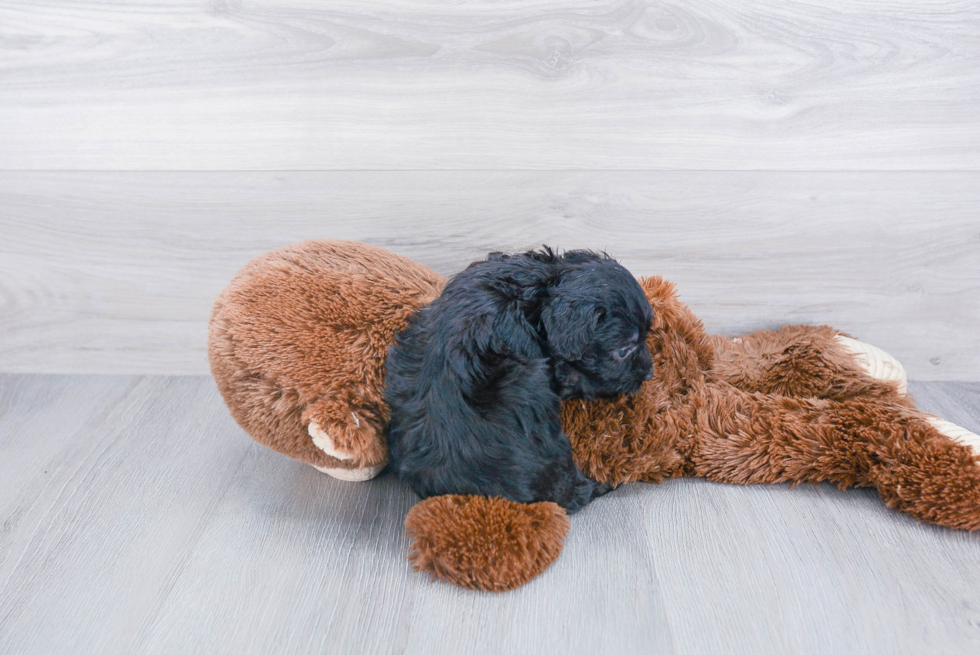 Mini Aussiedoodle Pup Being Cute