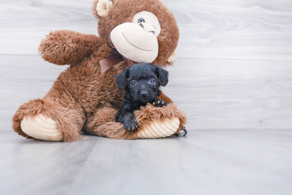 Hypoallergenic Aussiepoo Poodle Mix Puppy