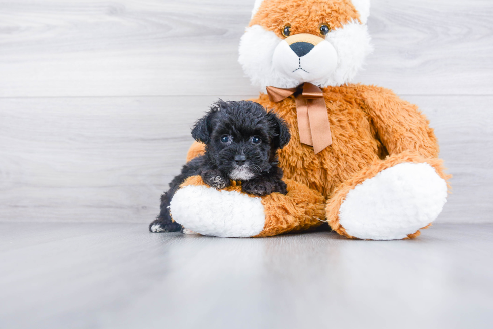 Best Mini Aussiedoodle Baby