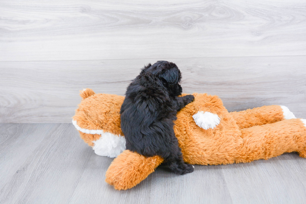 Mini Aussiedoodle Pup Being Cute