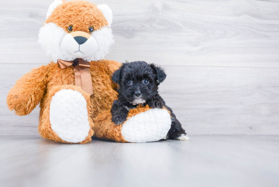 Playful Aussiepoo Poodle Mix Puppy