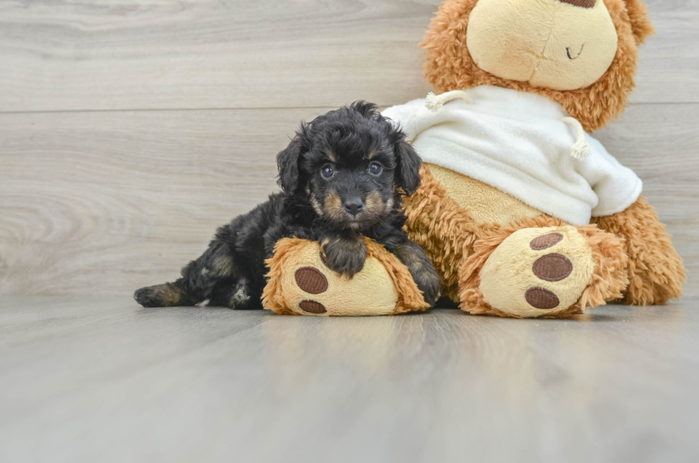 6 week old Mini Aussiedoodle Puppy For Sale - Premier Pups