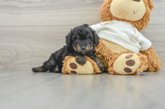 Mini Aussiedoodle Pup Being Cute