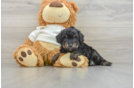 Friendly Mini Aussiedoodle Baby