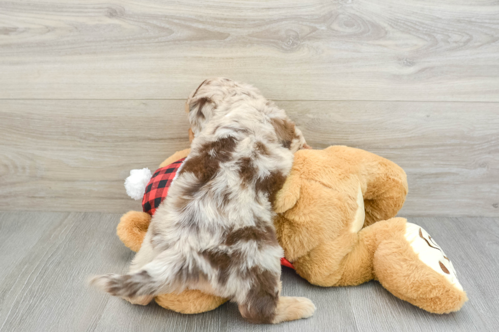 Hypoallergenic Aussiepoo Poodle Mix Puppy