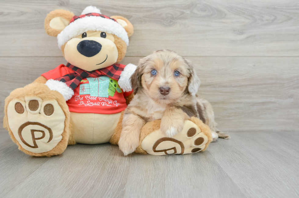 5 week old Mini Aussiedoodle Puppy For Sale - Premier Pups