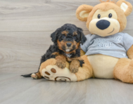 8 week old Mini Aussiedoodle Puppy For Sale - Premier Pups