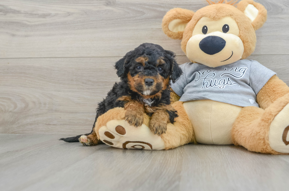 5 week old Mini Aussiedoodle Puppy For Sale - Premier Pups