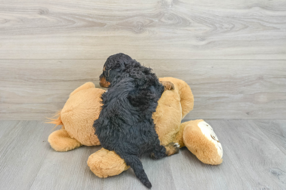 Mini Aussiedoodle Pup Being Cute