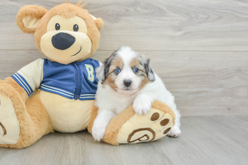 7 week old Mini Aussiedoodle Puppy For Sale - Premier Pups